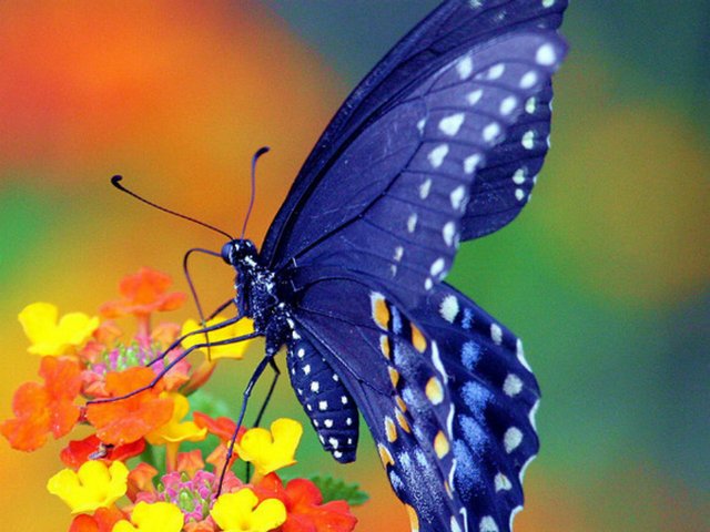 Все о бабочках в Кедровом | ЗооТом портал о животных