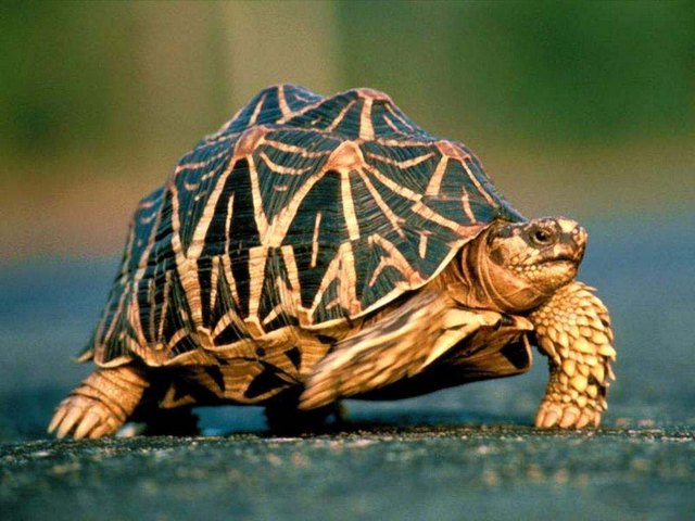 Все о черепахах в Кедровом | ЗооТом портал о животных