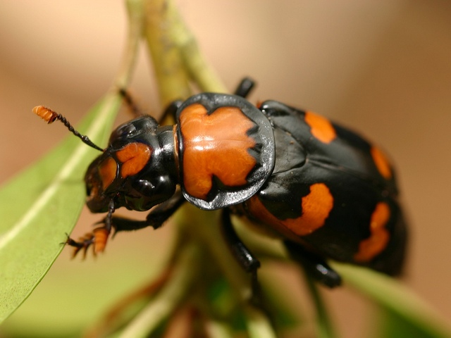 Все о жуках в Кедровом | ЗооТом портал о животных