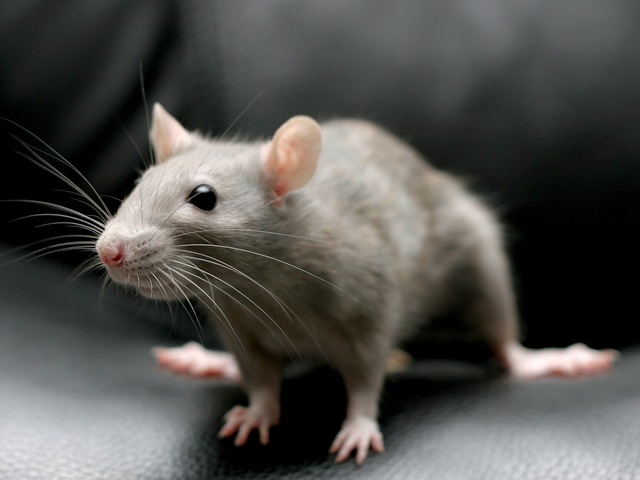 Все о крысах в Кедровом | ЗооТом портал о животных