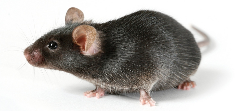 Все о крысах в Кедровом | ЗооТом портал о животных