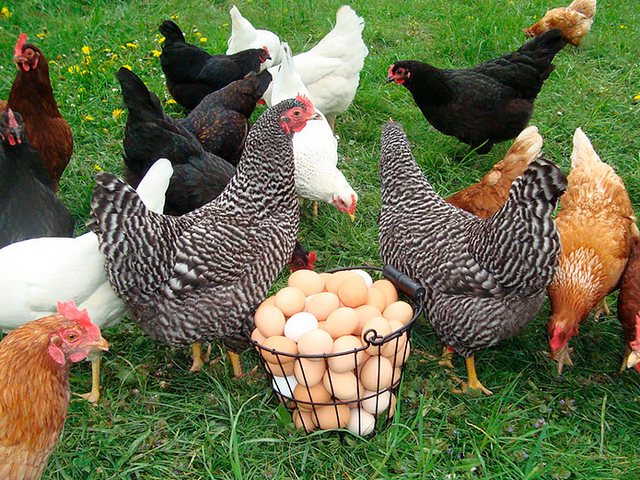 Содержание кур и уход за ними | ЗооТом - продажа, вязка и услуги для животных в Кедровом