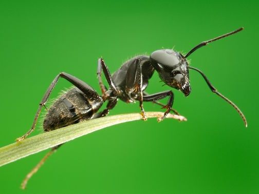 Все о муравьях в Кедровом | ЗооТом портал о животных
