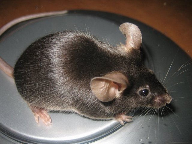 Все о мышах в Кедровом | ЗооТом - продажа, вязка и услуги для животных в Кедровом