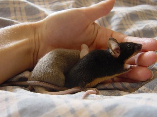Все о мышах в Кедровом | ЗооТом - продажа, вязка и услуги для животных в Кедровом