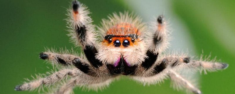 Все о пауках в Кедровом | ЗооТом портал о животных