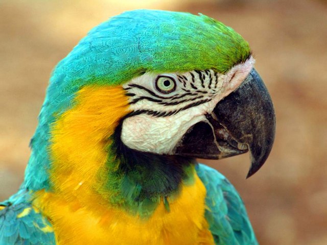 Все о попугаях в Кедровом | ЗооТом портал о животных