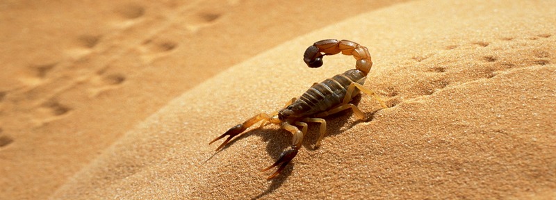 Все о скорпионах в Кедровом | ЗооТом портал о животных