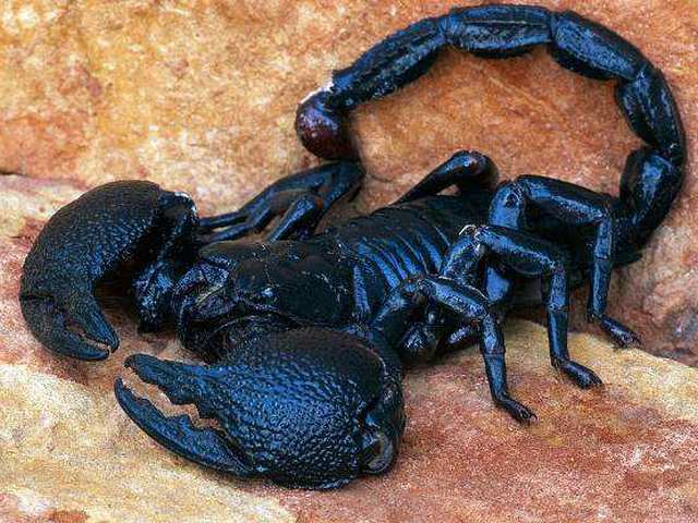 Все о скорпионах в Кедровом | ЗооТом портал о животных