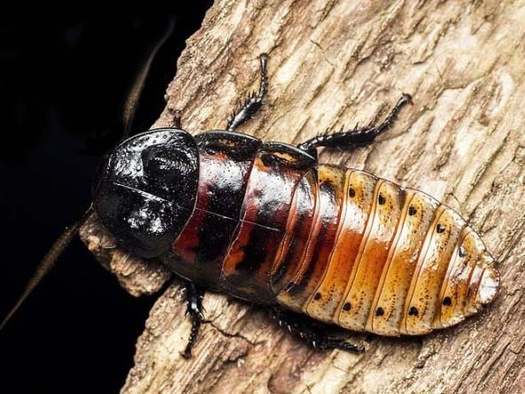 Все о тараканах в Кедровом | ЗооТом портал о животных
