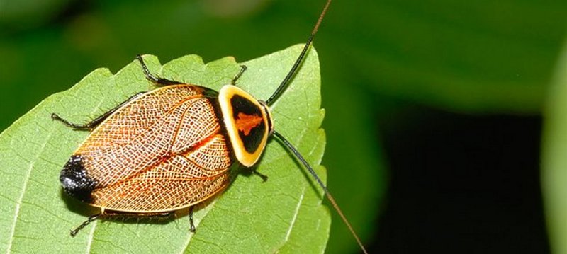 Все о тараканах в Кедровом | ЗооТом портал о животных