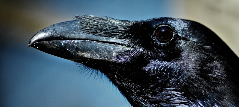 Все о воронах в Кедровом | ЗооТом портал о животных