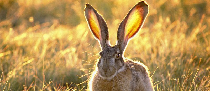 Все о зайцах | ЗооТом - продажа, вязка и услуги для животных в Кедровом