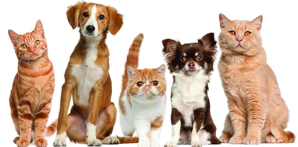 Доска объявлений о животных | ЗооТом - продажа, вязка и услуги для животных в Кедровом