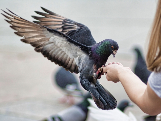 Все о голубях | ЗооТом - продажа, вязка и услуги для животных в Кедровом