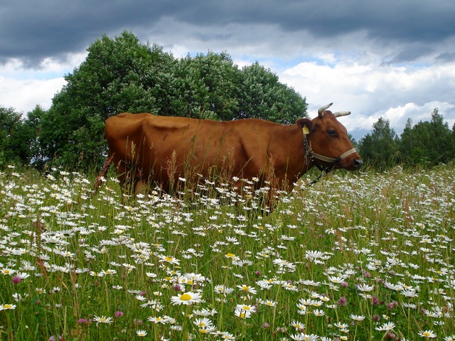 Все о коровах в Кедровом | ЗооТом портал о животных