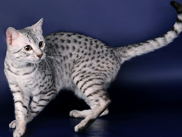 Породы кошек в Кедровом | ЗооТом портал о животных