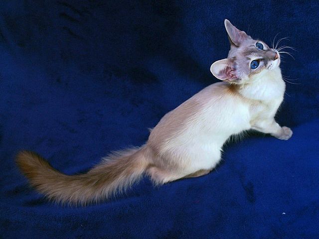 Выведенные породы кошек в Кедровом | ЗооТом портал о животных