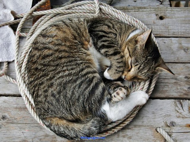 Все о кошках в Кедровом | ЗооТом портал о животных