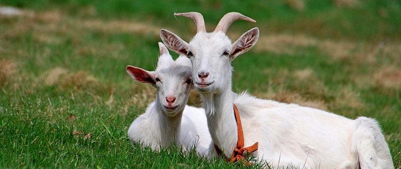 Все о козах в Кедровом | ЗооТом портал о животных