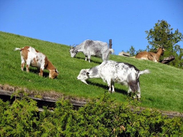 Все о козах в Кедровом | ЗооТом портал о животных