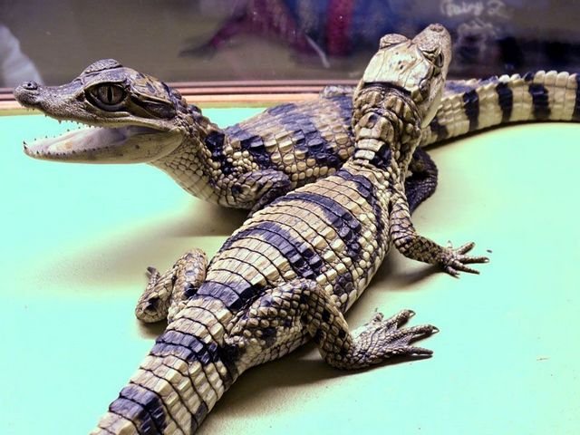 Все о крокодилах в Кедровом | ЗооТом портал о животных