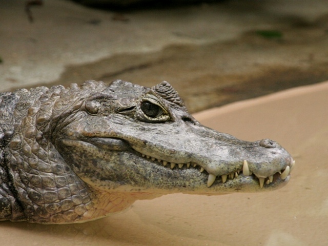 Все о крокодилах в Кедровом | ЗооТом портал о животных