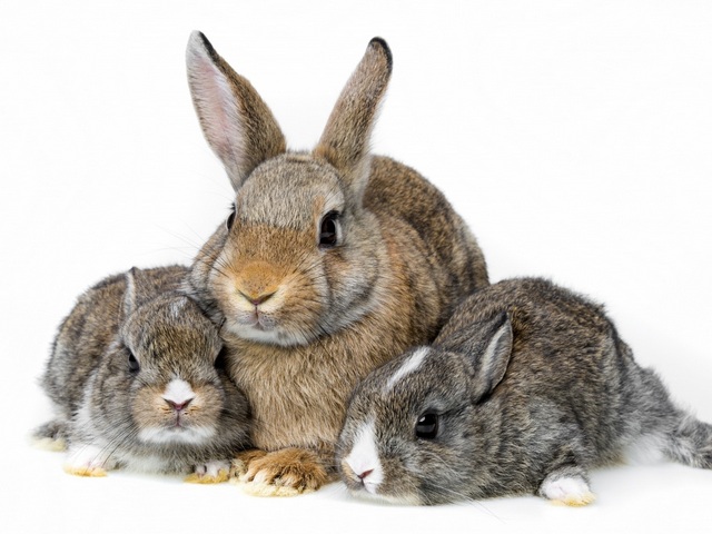 Все о кроликах в Кедровом | ЗооТом портал о животных