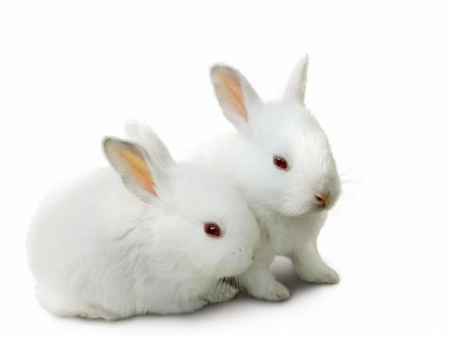 Все о кроликах в Кедровом | ЗооТом портал о животных