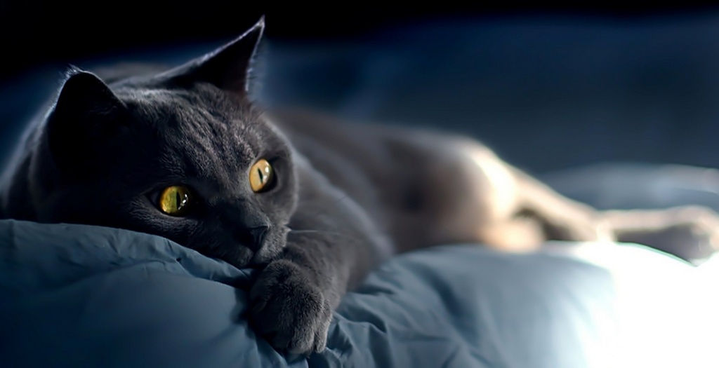 Объявления о кошках | ЗооТом - продажа, вязка и услуги для животных в Кедровом