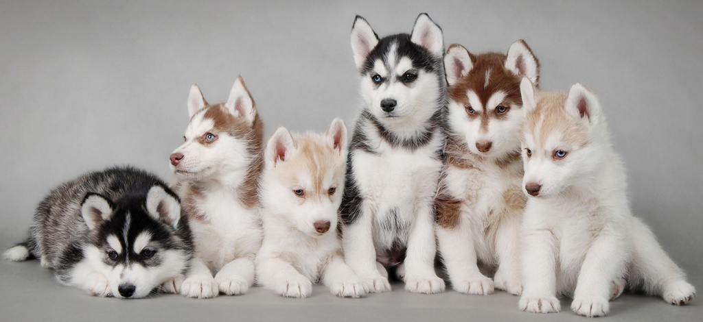 Объявления о собаках | ЗооТом - продажа, вязка и услуги для животных в Кедровом