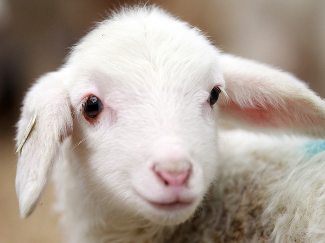 Овцы и бараны в Кедровом | ЗооТом портал о животных