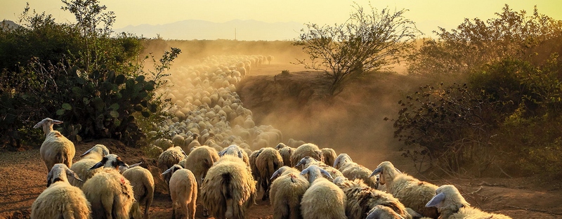 Все об овцах в Кедровом | ЗооТом портал о животных