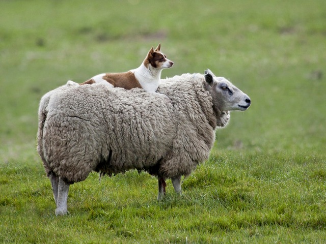 Все об овцах в Кедровом | ЗооТом портал о животных