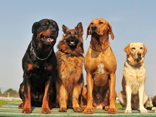 Крупные породы собак в Кедровом | ЗооТом портал о животных