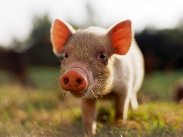 Все о свиньях в Кедровом | ЗооТом портал о животных