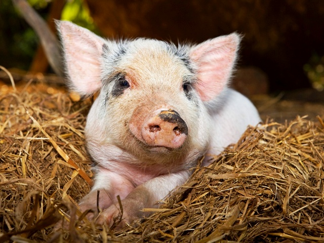 Все о свиньях в Кедровом | ЗооТом портал о животных