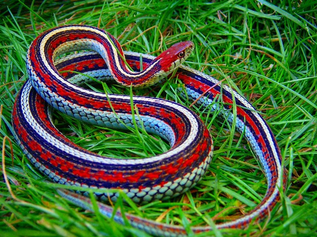Все о змеях в Кедровом | ЗооТом портал о животных
