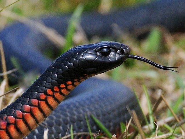 Все о змеях в Кедровом | ЗооТом портал о животных